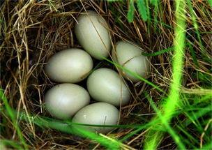 开局一筐野鸭蛋,一场乡村生活的奇妙之旅