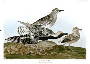 美国鸟类,美国鸟类多样性概览